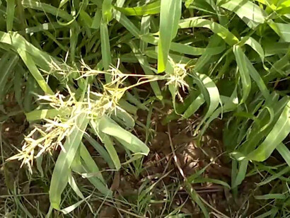 Palmarosa (Cymbopogon martinii)