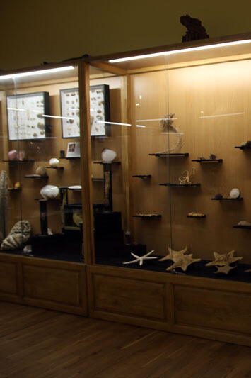 Invertebrates. Courtesy of Regional Natural History Museum of Plovdiv