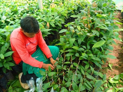 Joven indígena trabajando en la reforestación de su zona
