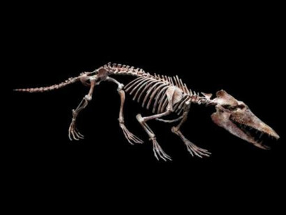 Age of Mammals. Courtesy of The Natural History Museum