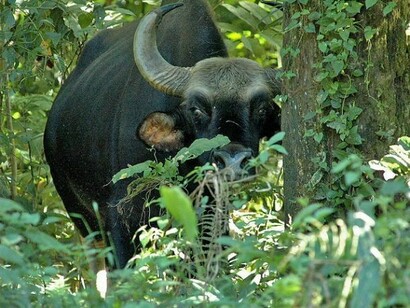Indian bison looking into the camera in Gorumara National Park