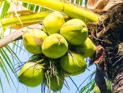 A cluster of fresh coconuts hanging heavily from the tree, symbolising affection born from the simplest gestures