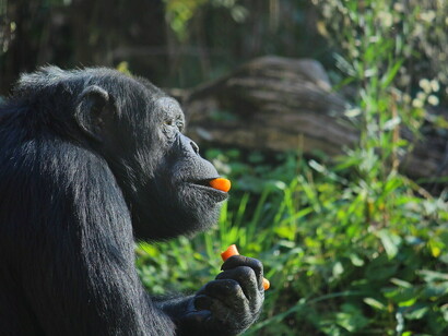 Nello scimpanzé, infatti, il cannibalismo è diffuso più che in altre specie di scimmie