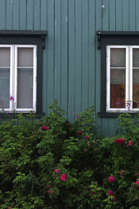 Rose rugose in Norvegia