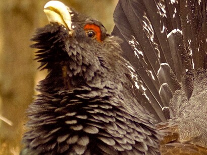 Urogallo