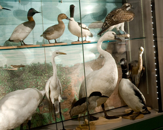 A Bird’s World. Courtesy of Museum of Science 