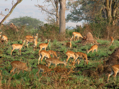 Gazelles dans la savane africaine