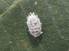 A close inspection reveals the cochineal scale insect’s attachment to the plant, where it feeds to create the carmine pigment that can be found in many everyday products