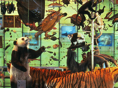 Hall of Biodiversity. Courtesy of American Museum of Natural History