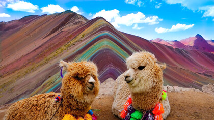 Alpacas en la montaña de siete colores, Vinicunca, Perú