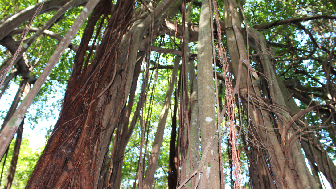 L'Arbre sacré a Nosy-Be