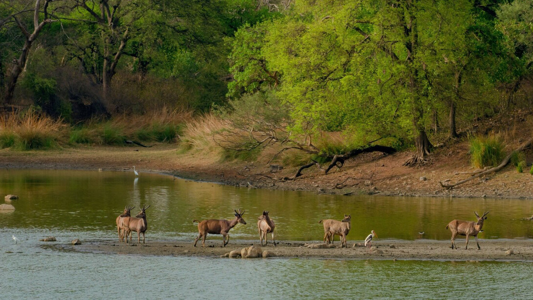 A view of the Periyar lake in India, evoking tones of greens in wildlife 