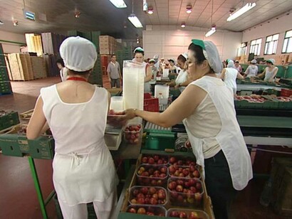 Operarias de una empresa de recolección fruta