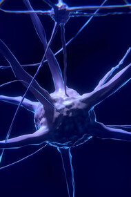 Rappresentazione di una rete di neuroni. La neuroplasticità, spesso definita semplicemente come "plasticità cerebrale", è la capacità del cervello di adattarsi, cambiando e ristrutturarsi in risposta all'esperienza, all'apprendimento e all'addestramento