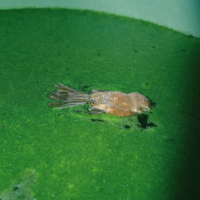 Manfred Willmann. Courtesy of Albertina Museum