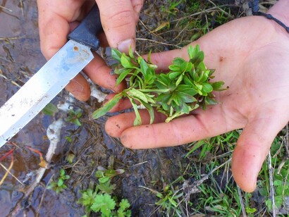 Riconoscere le specie