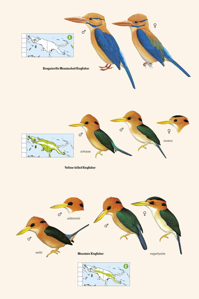 Moustached Kingfishers from 'Birds of New Guinea' by Lynx Edicions
