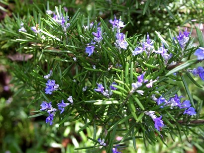 Fiori di Rosmarino
