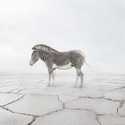 Zen Zebra

Photo based digital painting
60 x 65 inches