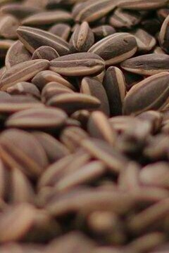 "Semillas de girasol", instalación, Ai Weiwei, 2010