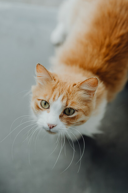 A cat’s sense of smell is about 10–15 times stronger than a human’s