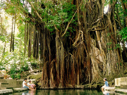 The 400-year old Enchanting Balete Tree, Lazi, Siquijor