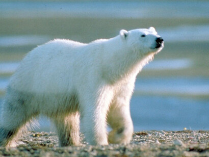 Mammal Gallery. Courtesy of Canadian Museum of Nature