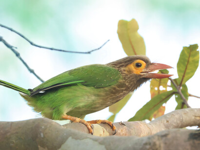 Brown-headed Barbet © Gehan de Silva Wijeyeratne