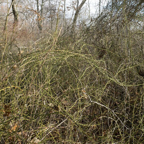 Mary Lang, Swamp Trail, The Cove, Auburndale, MA, archival digital print, Winter 2023. Courtesy of the artist and Kingston Gallery