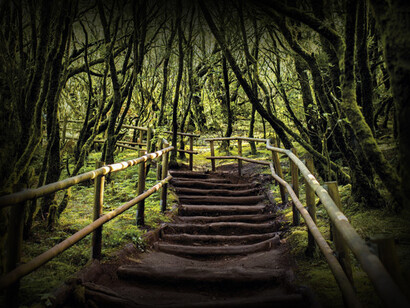 Parque Nacional de Garajonay: espacio natural protegido español que se extiende por más del 10 % de la superficie de la isla de La Gomera, en la Comunidad Autónoma de Canarias, España