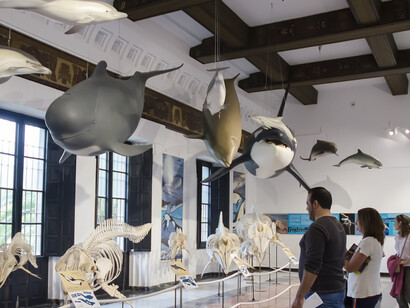 La mar de cetáceos en Andalucía. Courtesy of Casa de la Ciencia