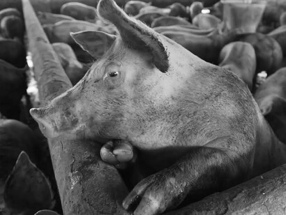 A base de hormonas, antibióticos, comida artificial, áreas iluminadas las 24 horas, hacinamiento e inmovilización además de grandes cantidades de crueldad, dolor, miseria e indiferencia; la meta es producir la mayor cantidad de carne en el menor tiempo y al menor costo posibles