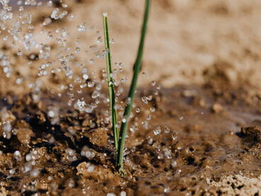 IoT sensors track soil moisture, weather forecasts, and water levels to optimize irrigation schedules