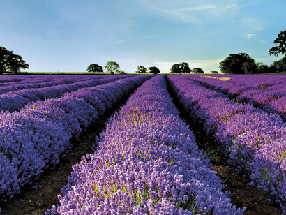 Campo di Lavanda