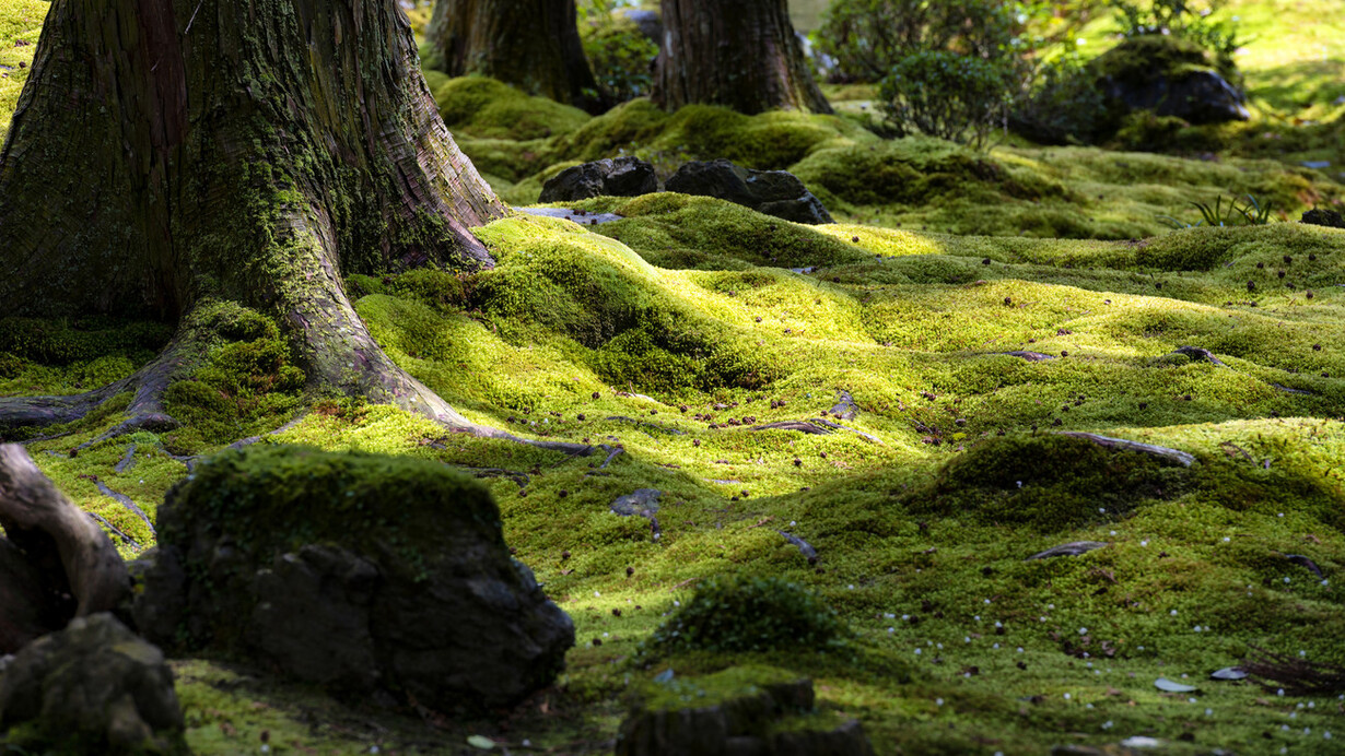 Musgo y liquen creciendo entre los árboles