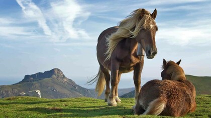 An ariel and its twin in an open field on a sunny day
