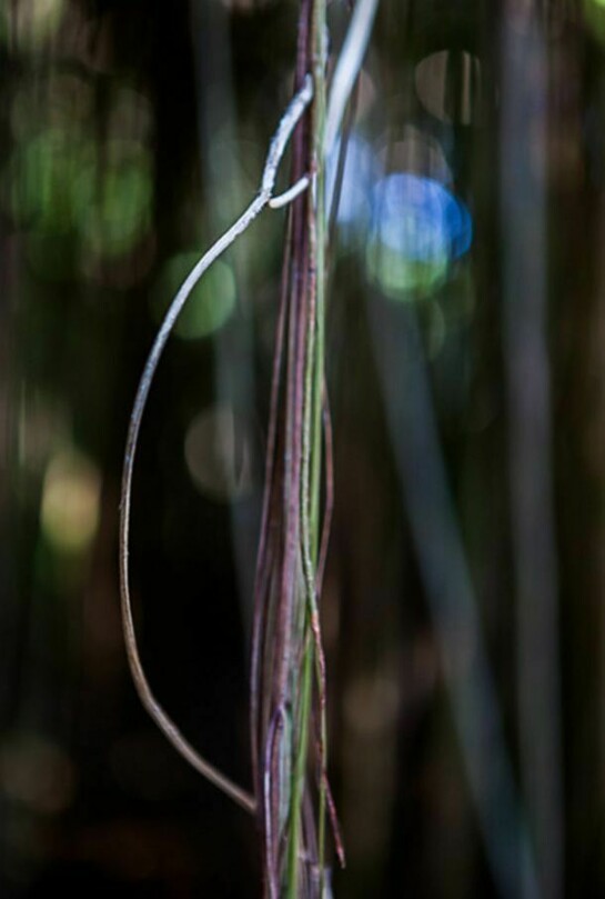 Jungle Road 13-11-65, 2013, Archival pigment print, printed 2014, 21 x 14 1/2 inches, edition of 10 © Laurie Lambrecht.