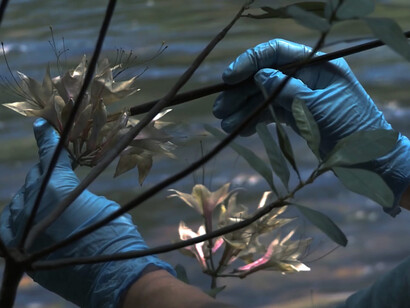 Yuyan Wang, Green grey black brown, 2024. Courtesy of the Carpenter Center for the Visual Arts