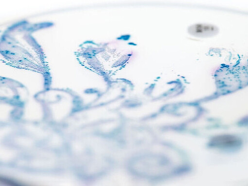 Wild garden of gut bacteria on a petri dish