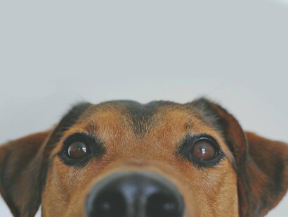 Un cane mi ha consegnato la posta, oltre le valli, di là dalle colline, è arrivato fino a qui per consegnarmi un invito alla festa dell’ammirazione del nulla