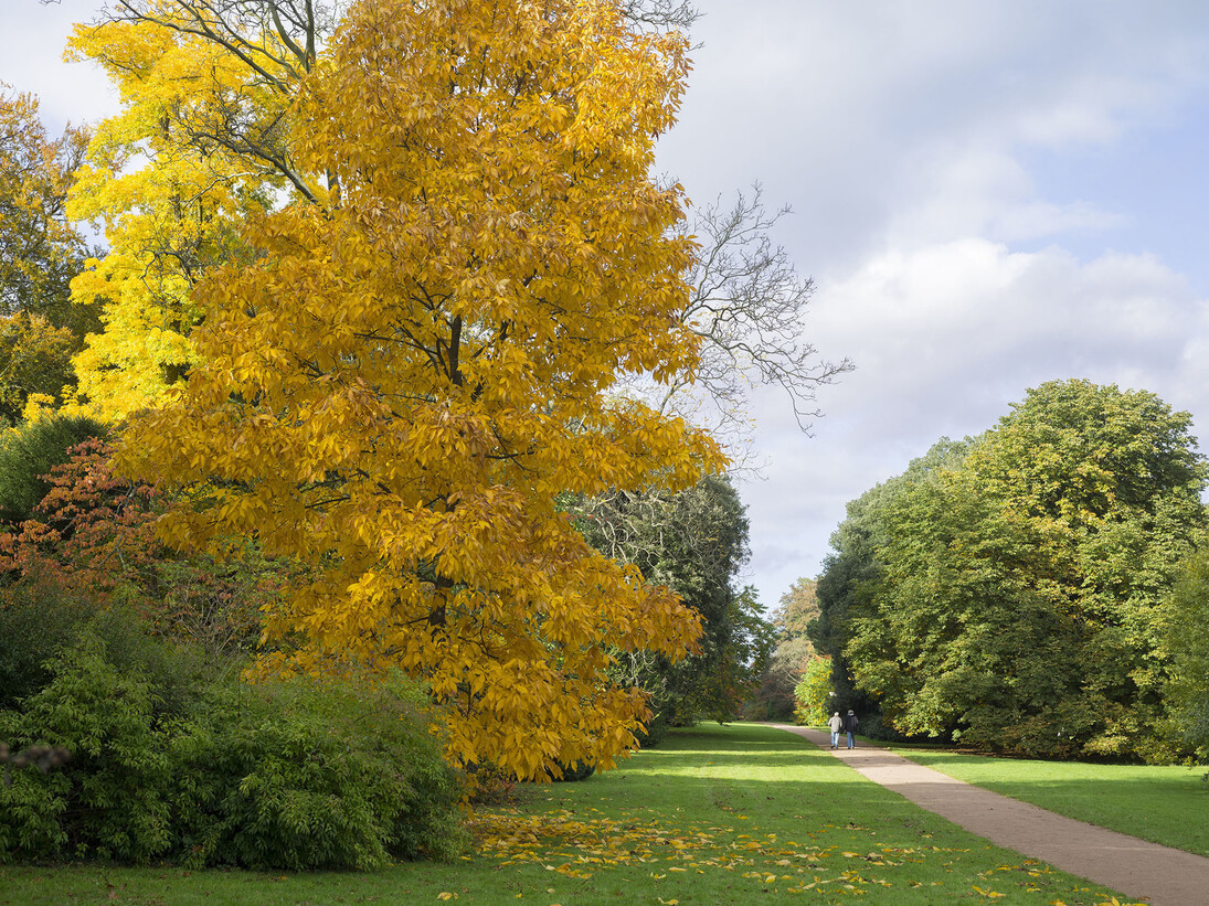 Simon Roberts, The National Arboretum, Westonbirt, Gloucestershire, 2013 © Simon Roberts, Courtesy of Flowers Gallery