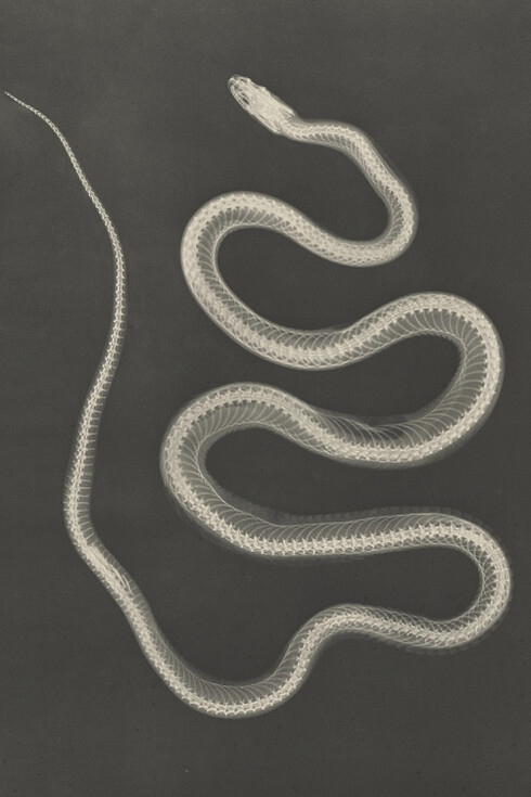 Josef Maria Eder and Eduard Valenta, Serpent