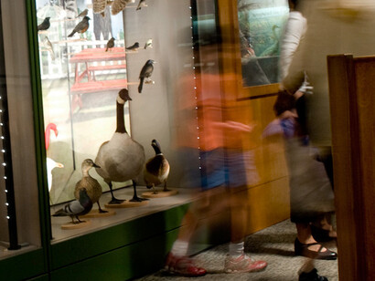 A Bird’s World. Courtesy of Museum of Science 