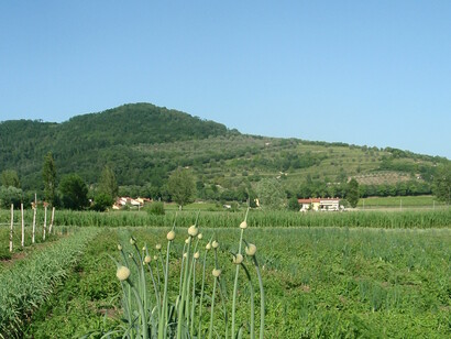 Coltivazioni tipiche nel Parco Regionale Colli Euganei