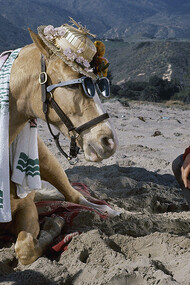 Mr. Ed and the horse Wilbur