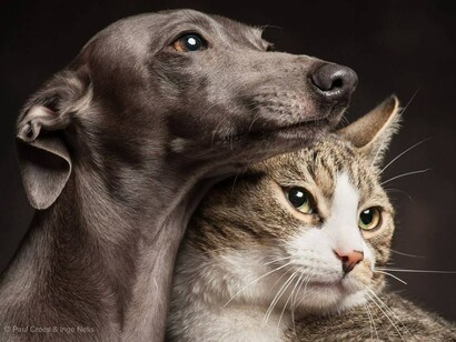 Animale KANAK. Loto verde. Paul Croes & Inge Nelis. www.paulcroes.be