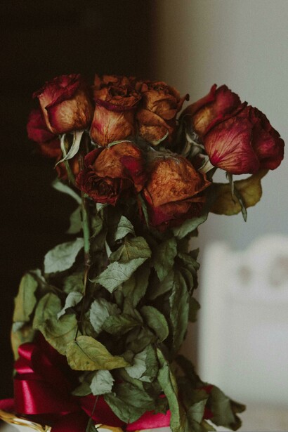 Rosas del primer y último aniversario