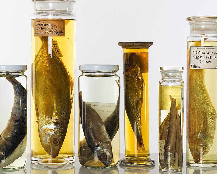 Fishes. Courtesy of Museum für Naturkunde
