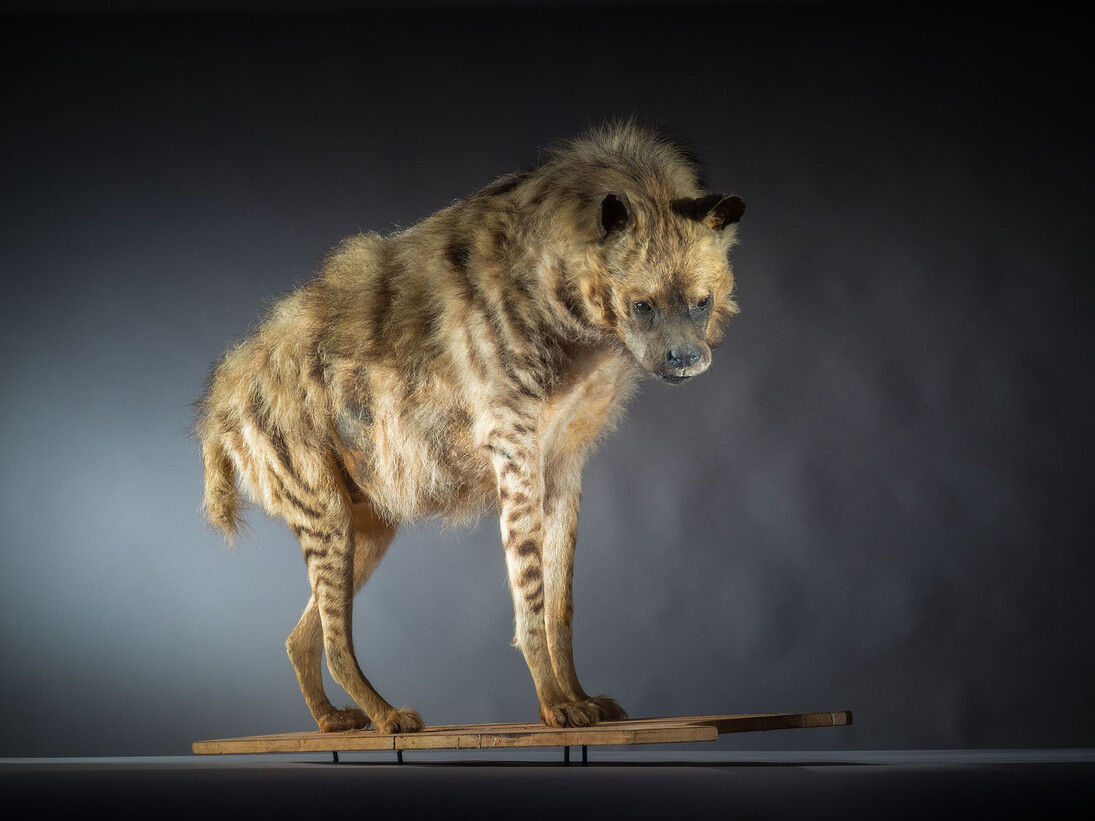 Specimen of a naturalised hyena, Organic matter, Lille, musée d’histoire naturelle © Musée du Louvre-Lens (musée d’histoire naturelle de Lille) / Jean-Cristophe Hecquet