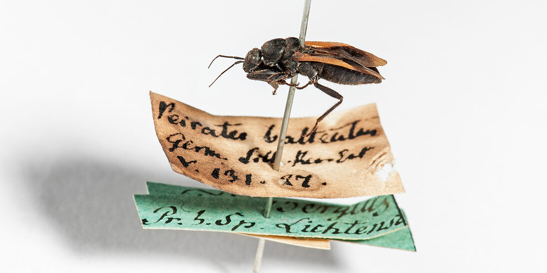Hemimetabola. Courtesy of Museum für Naturkunde